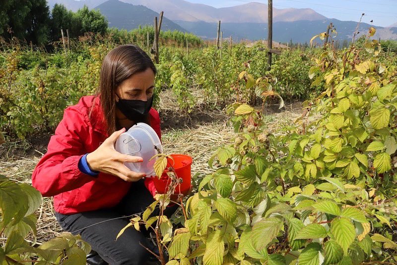 Andes On Line Con Control Biol Gico Combaten Plaga De La Mosca De Las