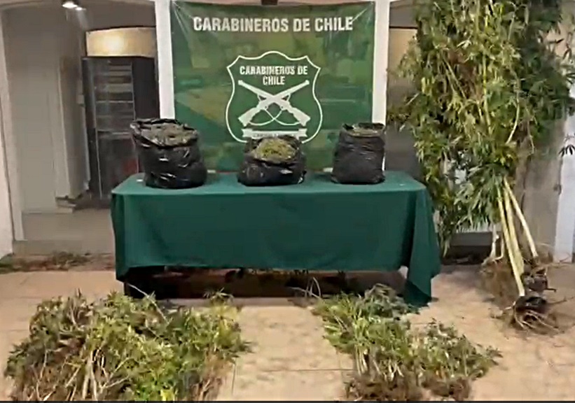 Andes On Line Carabineros Incauta M S De Millones En Marihuana