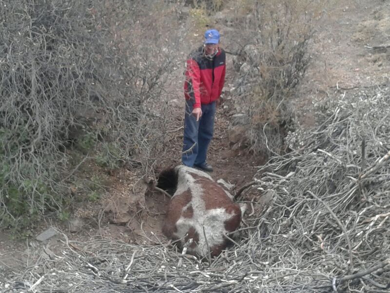 las vacas matan perros