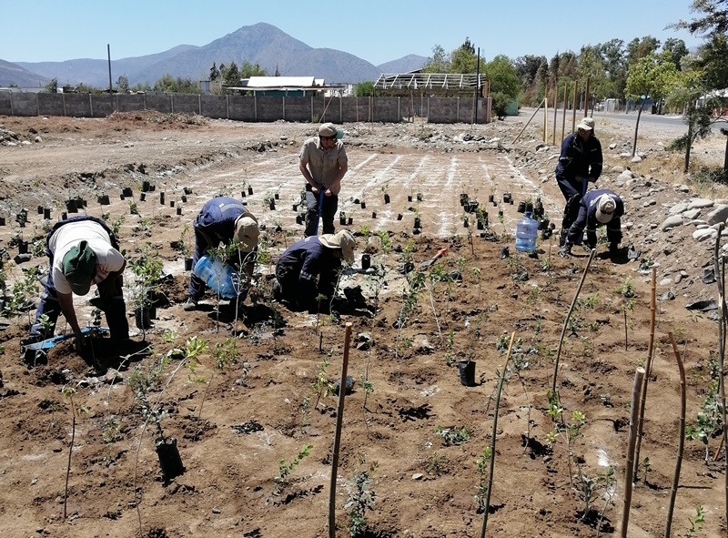 Andes on line | Impulsan método de forestación rápida para crear ...